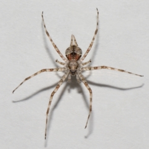 Tamopsis sp. (genus) at Wellington Point, QLD - suppressed