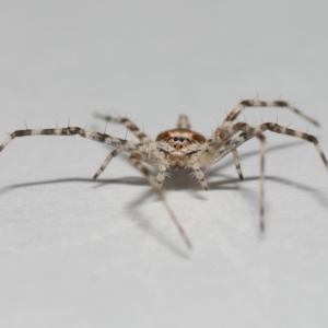 Tamopsis sp. (genus) at Wellington Point, QLD - suppressed