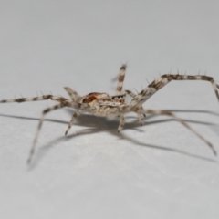 Tamopsis sp. (genus) at Wellington Point, QLD - suppressed