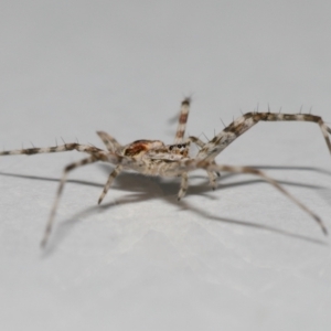 Tamopsis sp. (genus) at Wellington Point, QLD - suppressed