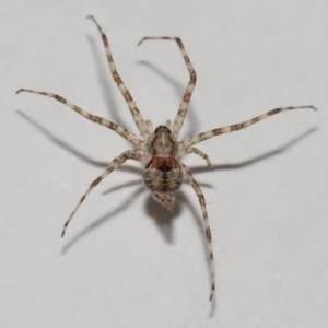 Tamopsis sp. (genus) at Wellington Point, QLD - suppressed