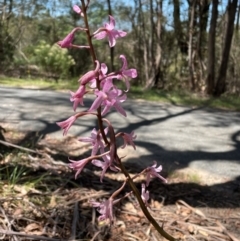 Dipodium roseum (Rosy Hyacinth Orchid) at Kambah, ACT - 6 Jan 2024 by Mavis