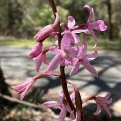 Dipodium roseum at Tidbinbilla Nature Reserve - 6 Jan 2024