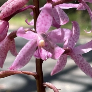 Dipodium roseum at Tidbinbilla Nature Reserve - 6 Jan 2024