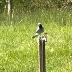 Coracina novaehollandiae (Black-faced Cuckooshrike) at Kangaroo Valley, NSW - 6 Jan 2024 by lbradley