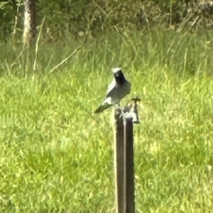 Coracina novaehollandiae at Kangaroo Valley, NSW - suppressed