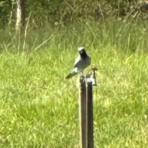 Coracina novaehollandiae at Kangaroo Valley, NSW - suppressed