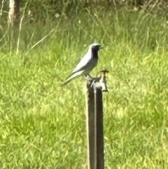 Coracina novaehollandiae at Kangaroo Valley, NSW - suppressed