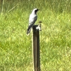 Coracina novaehollandiae at Kangaroo Valley, NSW - suppressed