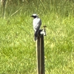 Coracina novaehollandiae at Kangaroo Valley, NSW - suppressed