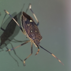 Unidentified Shield, Stink or Jewel Bug (Pentatomoidea) at Wodonga, VIC - 6 Jan 2024 by KylieWaldon