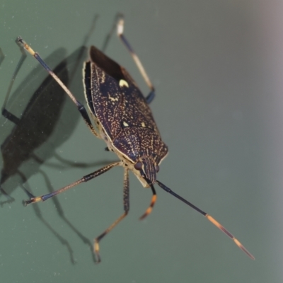 Poecilometis sp. (genus) (A Gum Tree Shield Bug) at Wodonga - 6 Jan 2024 by KylieWaldon