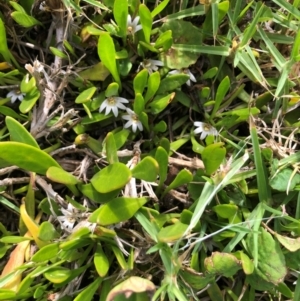 Goodenia radicans at Tilba Lake Herbarium - 6 Jan 2024 05:04 PM