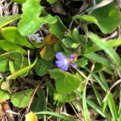 Unidentified Other Wildflower or Herb at Central Tilba, NSW - 6 Jan 2024 by TilbaLakeHerbarium