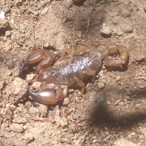 Urodacus manicatus at Cooma North Ridge Reserve - 6 Jan 2024