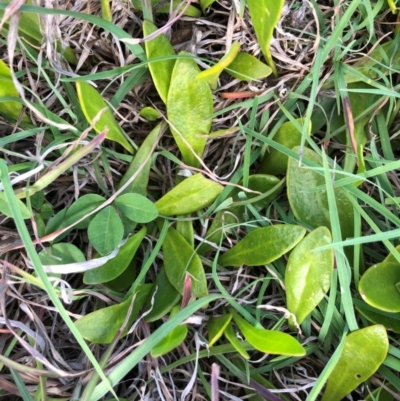 Goodenia radicans (Shiny Swamp-mat) at Tilba Lake Herbarium - 6 Jan 2024 by TilbaLakeHerbarium