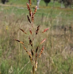 Sorghum leiocladum (Wild Sorghum) at Hawker, ACT - 5 Jan 2024 by sangio7