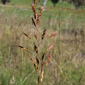 Sorghum leiocladum at The Pinnacle - 6 Jan 2024