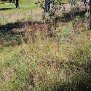 Sorghum leiocladum at The Pinnacle - 6 Jan 2024