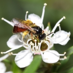 Exoneura sp. (genus) (A reed bee) at Jerrabomberra, NSW - 6 Jan 2024 by DianneClarke