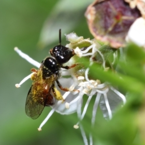 Exoneura sp. (genus) at QPRC LGA - 6 Jan 2024