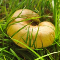 Paxillus involutus (Brown roll-rim) at Captains Flat, NSW - 6 Jan 2024 by Csteele4