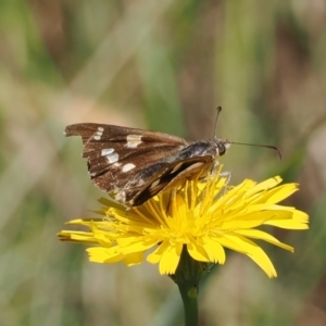 Hesperilla donnysa at Gibraltar Pines - suppressed