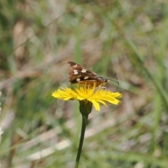 Hesperilla donnysa at Gibraltar Pines - suppressed