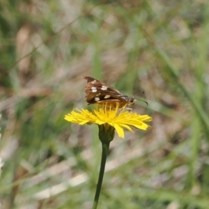 Hesperilla donnysa at Gibraltar Pines - suppressed