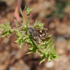 Hesperilla donnysa at Gibraltar Pines - suppressed