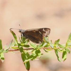 Hesperilla donnysa at Gibraltar Pines - suppressed