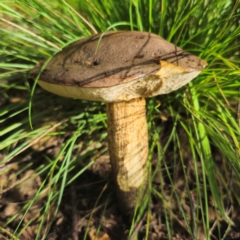 Leccinum scabrum at Captains Flat, NSW - 6 Jan 2024 by Csteele4