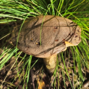 Leccinum scabrum at QPRC LGA - 6 Jan 2024