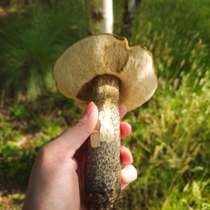 Leccinum scabrum at QPRC LGA - 6 Jan 2024 06:00 PM