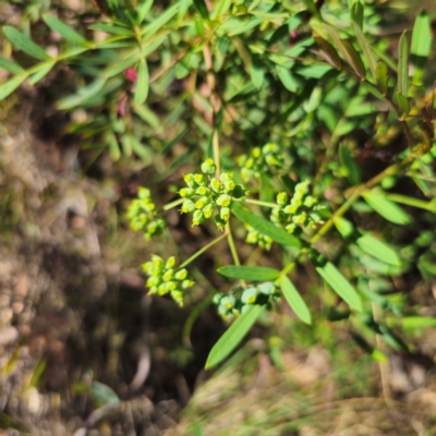 Polyscias sambucifolia subsp. Short leaflets (V.Stajsic 196) Vic. Herbarium (Elderberry Panax, Ornamental Ash, Elderberry Ash) at QPRC LGA - 6 Jan 2024 by Csteele4