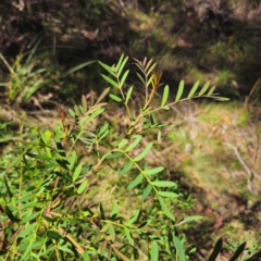 Polyscias sambucifolia subsp. Short leaflets (V.Stajsic 196) Vic. Herbarium at QPRC LGA - 6 Jan 2024 04:05 PM