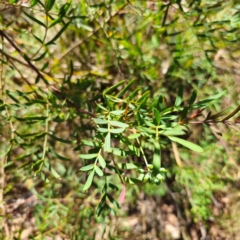 Polyscias sambucifolia subsp. Short leaflets (V.Stajsic 196) Vic. Herbarium at QPRC LGA - 6 Jan 2024 04:05 PM