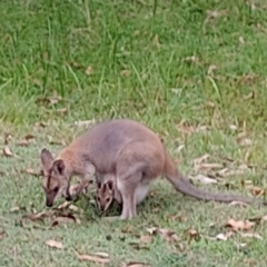 Notamacropus rufogriseus (Red-necked Wallaby) at The Gap, NSW - 6 Jan 2024 by poszum