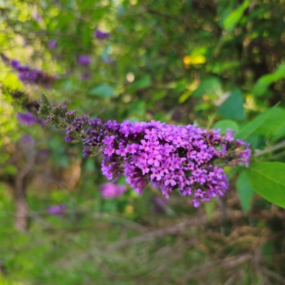 Buddleja davidii (Buddleja, Buddleia, Butterfly Bush) at Captains Flat, NSW - 6 Jan 2024 by Csteele4