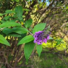 Buddleja davidii at QPRC LGA - 6 Jan 2024