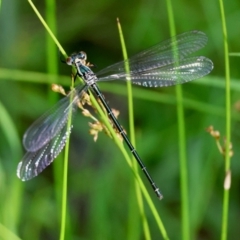 Austroargiolestes icteromelas (Common Flatwing) at Moruya, NSW - 6 Jan 2024 by LisaH