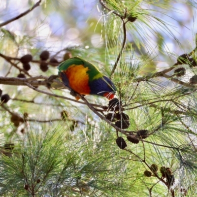 Trichoglossus moluccanus (Rainbow Lorikeet) at Broulee Moruya Nature Observation Area - 6 Jan 2024 by LisaH