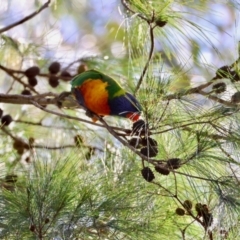 Trichoglossus moluccanus (Rainbow Lorikeet) at Moruya, NSW - 6 Jan 2024 by LisaH