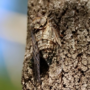 Henicopsaltria eydouxii at Moruya, NSW - 6 Jan 2024