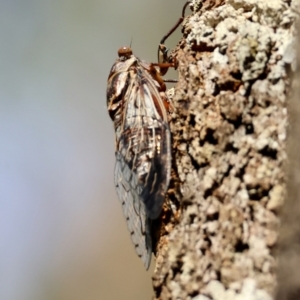 Henicopsaltria eydouxii at Moruya, NSW - 6 Jan 2024