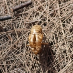 Henicopsaltria eydouxii at Moruya, NSW - 6 Jan 2024