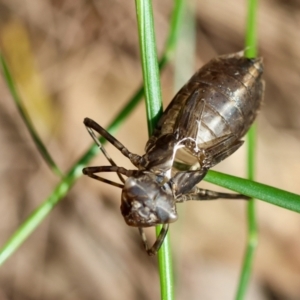 Anisoptera (suborder) at Moruya, NSW - suppressed