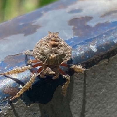 Dolophones sp. (genus) (Wrap-around spider) at Jerrabomberra, NSW - 6 Jan 2024 by SteveBorkowskis