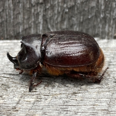 Dasygnathus sp. (Rhinoceros beetle) at QPRC LGA - 6 Jan 2024 by SteveBorkowskis