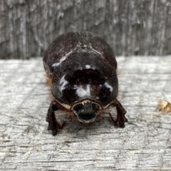 Dasygnathus sp. (genus) at QPRC LGA - 6 Jan 2024